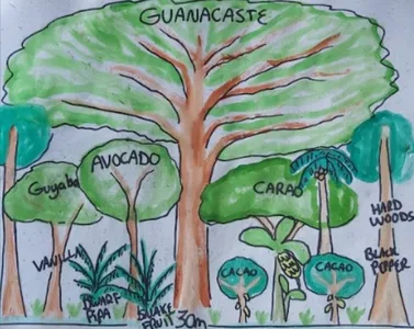 Watercolor illustration of food forest tree layer strata showing Guanacaste emergent, Avocado and Guyaba high layer, Cacao mid layer, and Vanilla and ground herbs