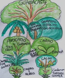 Hand-drawn illustration of forest strata: Guanacaste and hardwoods emergent above Avocado, Carao, Cacao and Black Pepper
