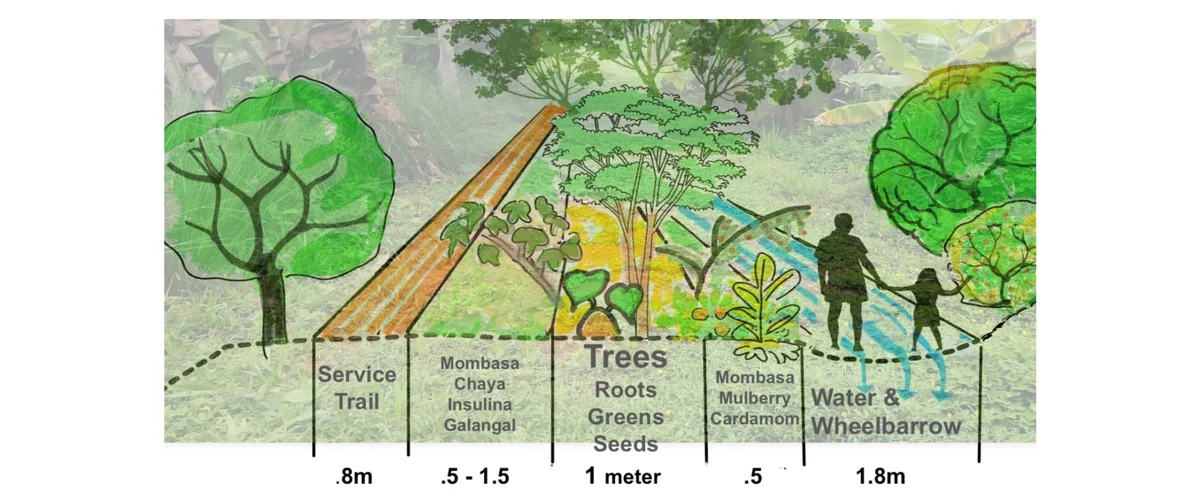 Cross-section food forest design overlay showing service trail, planting strips, tree layer and water access with measurements