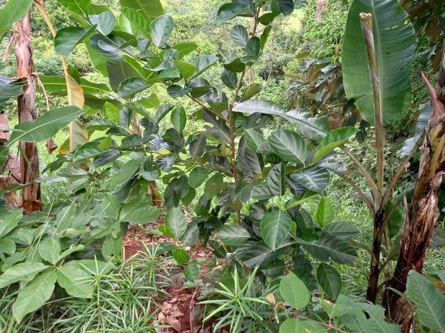 A thriving young food forest regenerating the land