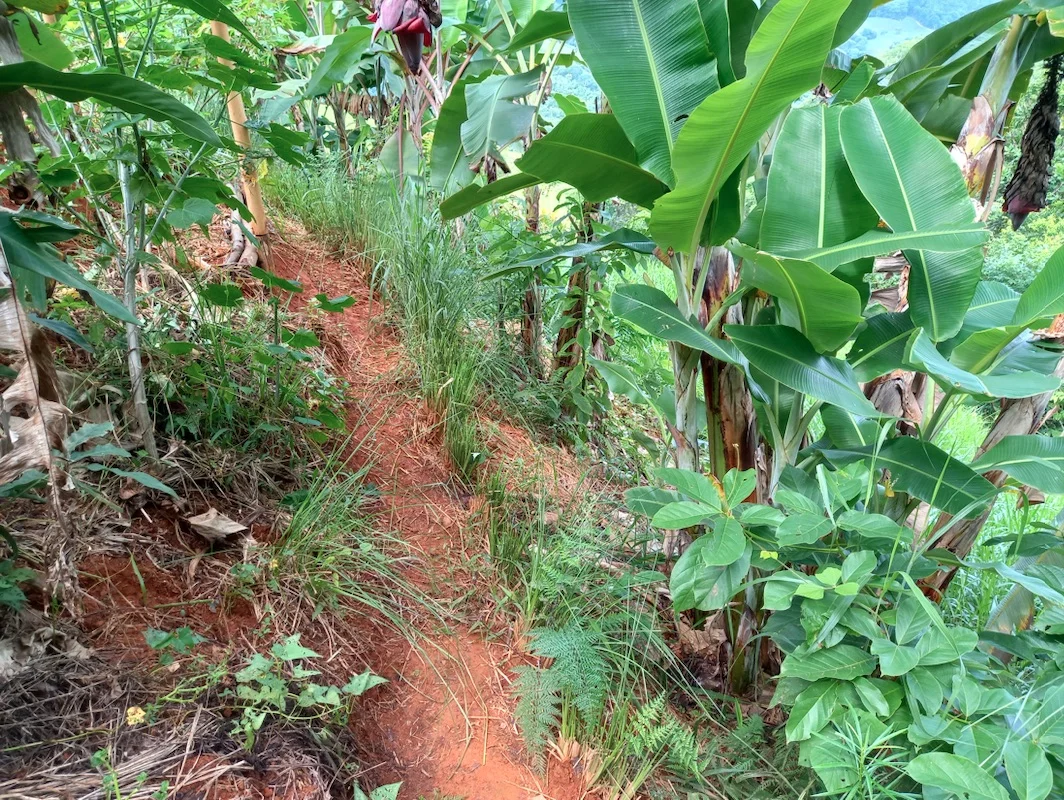 Pathway through a syntropic food forest at Diamante Luz Community, San Salvador, Costa Rica