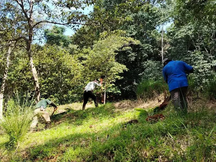 Amoras, Dominicalito — regenerative agroforestry land team planting trees