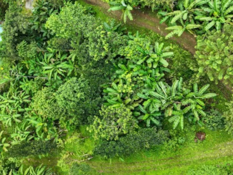 Finca TierraS, Diamante Valley — agroforestry support and syntropic layout design