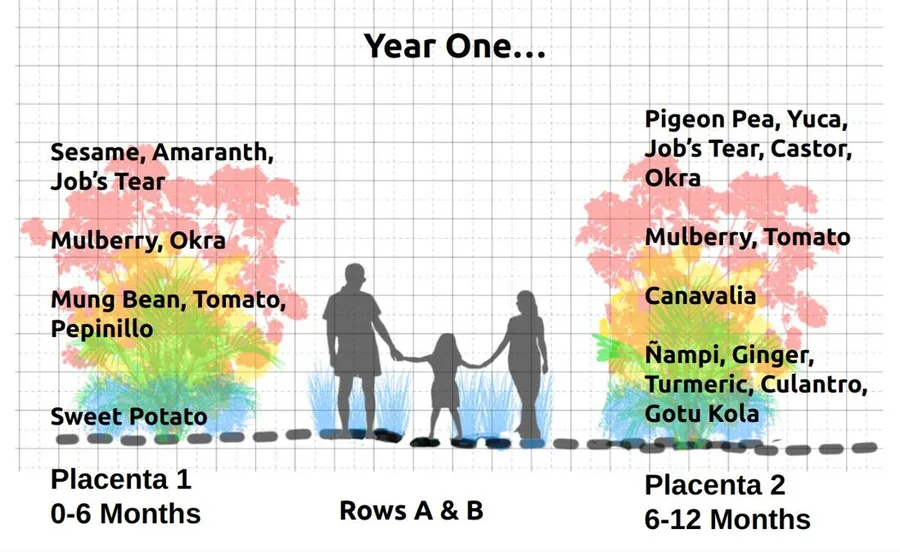 Year One planting layout: pioneer and support species across two placentas, 0-12 months