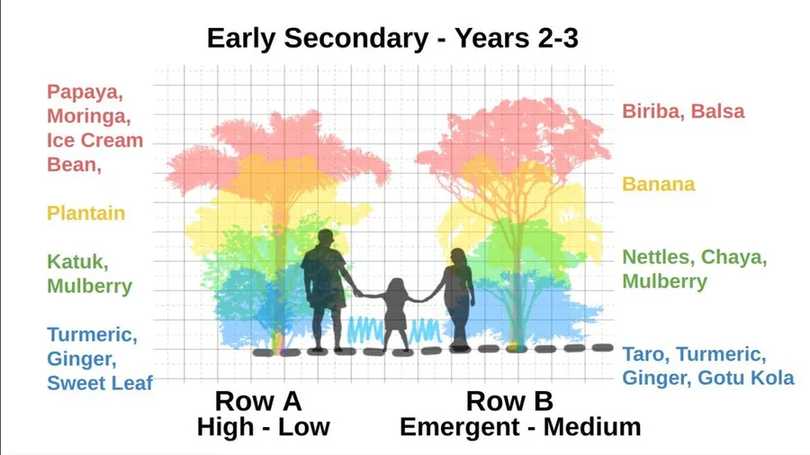 Early Secondary stage, Years 2-3: papaya, moringa, banana and emerging canopy species