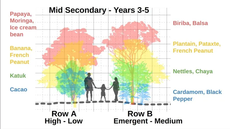 Mid Secondary stage, Years 3-5: maturing canopy with plantain, pataxte and cacao understory