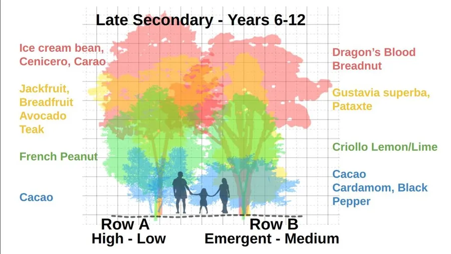 Late Secondary stage, Years 6-12: tall emergents with breadnut, dragon's blood, cacao and spice layers