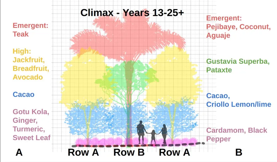 Climax syntropic food forest cross-section, Years 13-25: emergent, high, medium and ground layer species in harmony